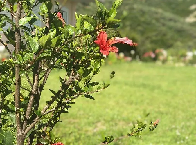 Lumra 公寓 Lukovë